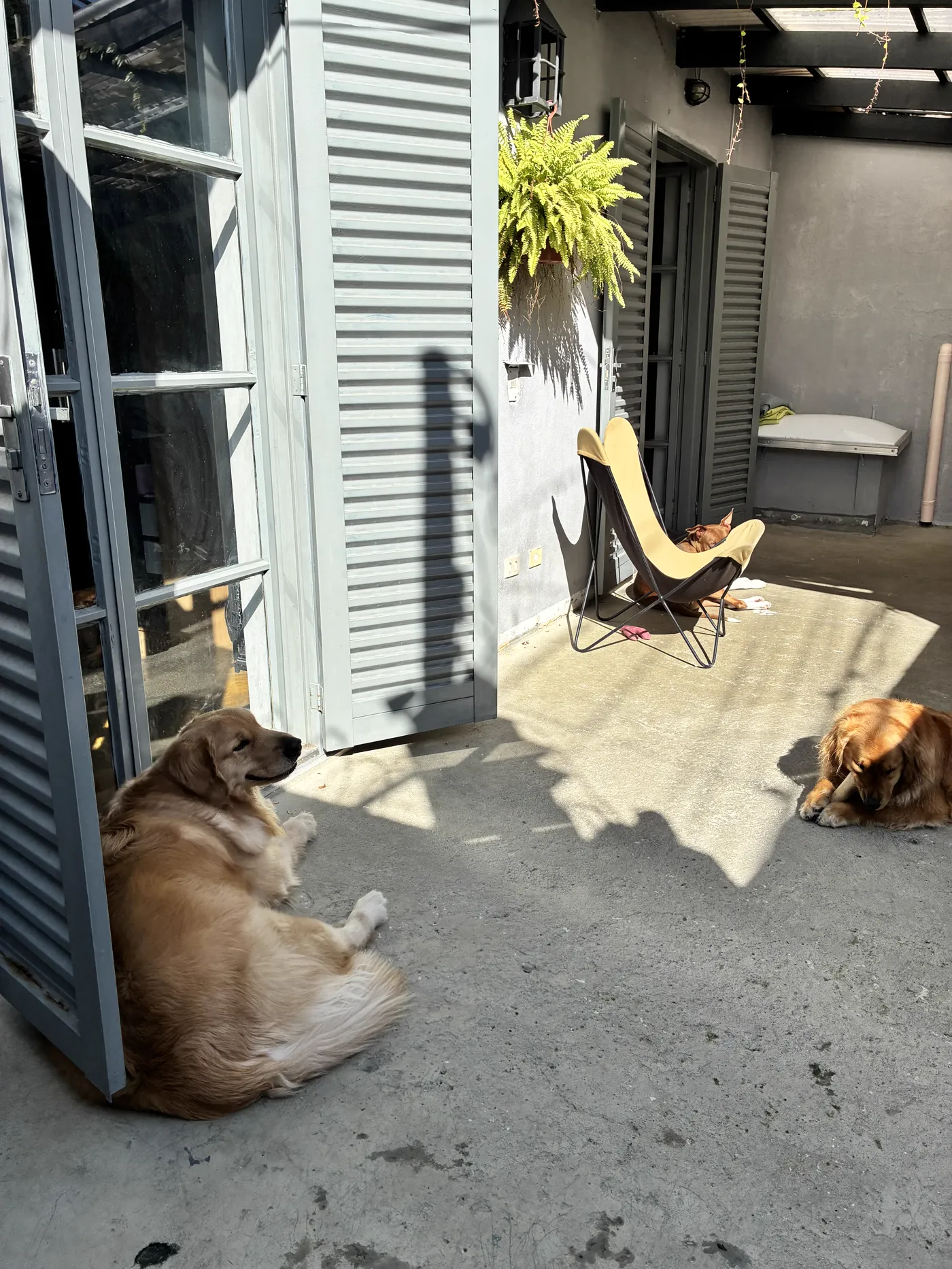 Ambiente do BullDog Hotel preparado para o conforto e a diversão dos pets