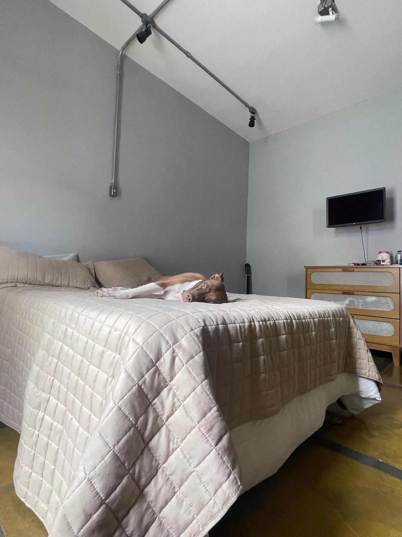 Ambiente do BullDog Hotel preparado para o conforto e a diversão dos pets