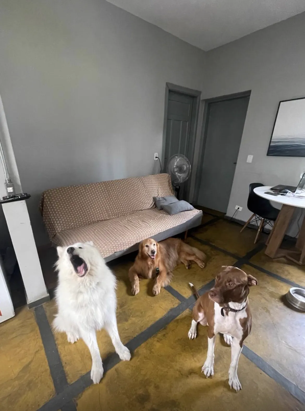 Ambiente do BullDog Hotel preparado para o conforto e a diversão dos pets