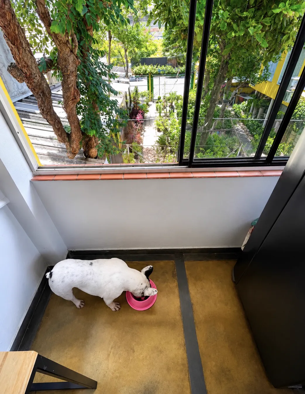 Ambiente do BullDog Hotel preparado para o conforto e a diversão dos pets