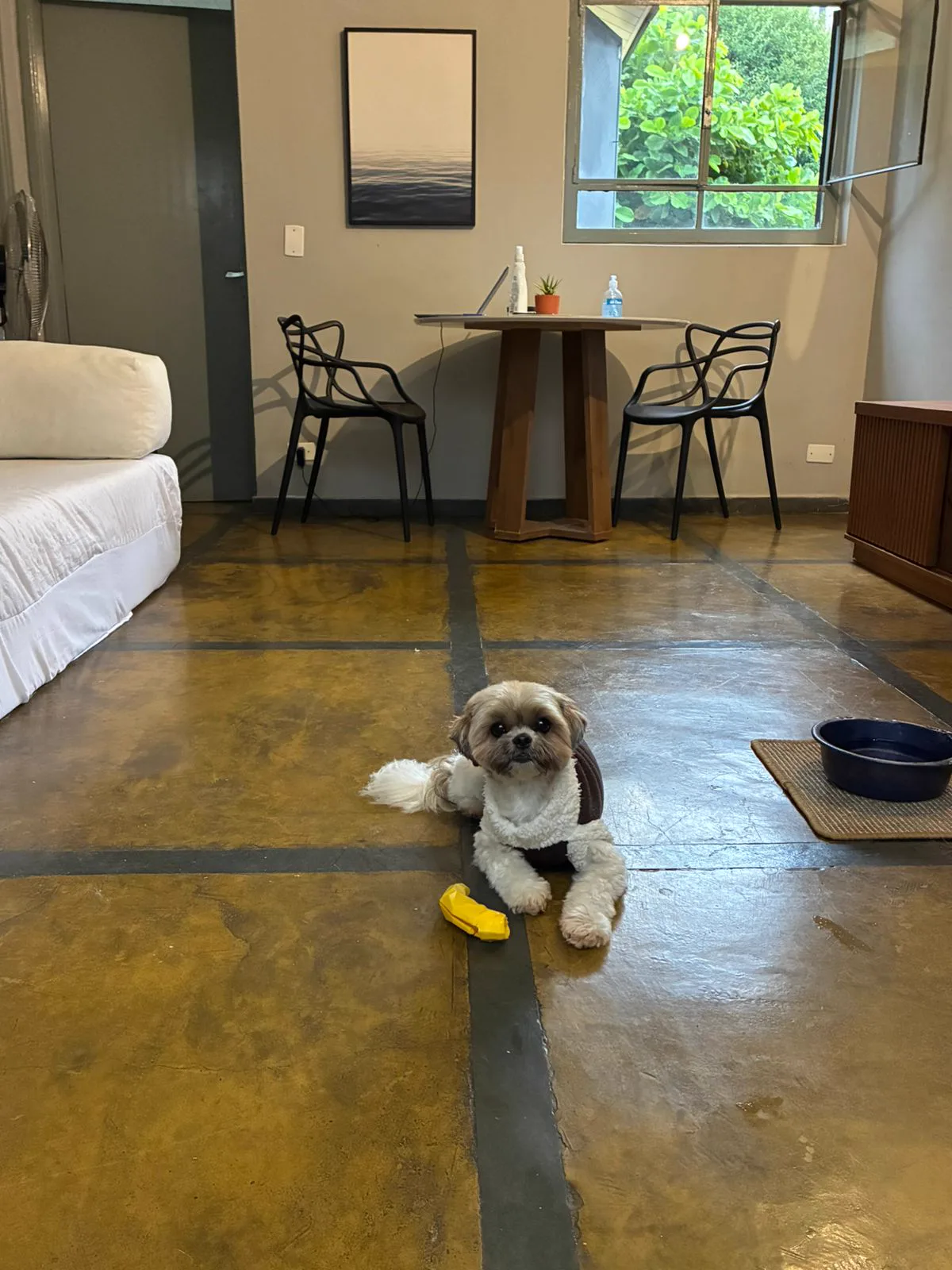 Sala de estar interna do BullDog Hotel com pet descansando no piso